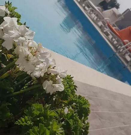 فيلة Premium أولدينيس